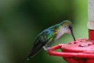 Hummingbird On Feeder, Rara Avis
